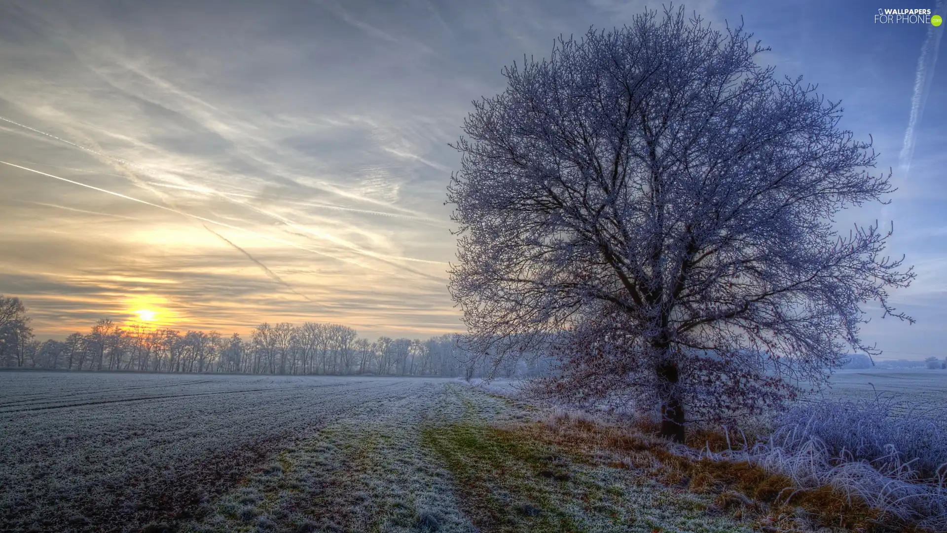 Field, trees, Sunrise, winter, grass, frosty
