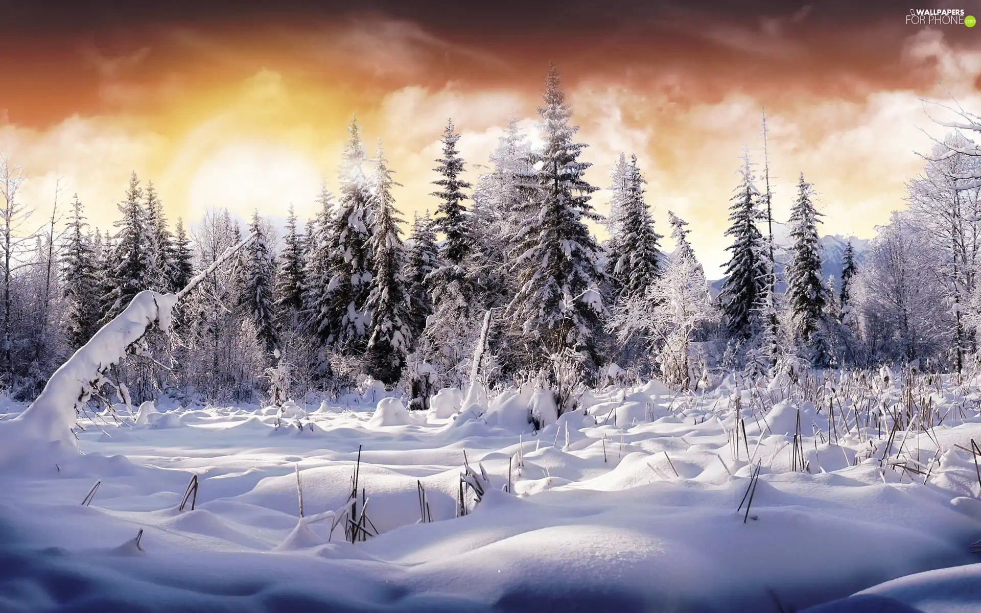 Spruces, Planet, winter, snow