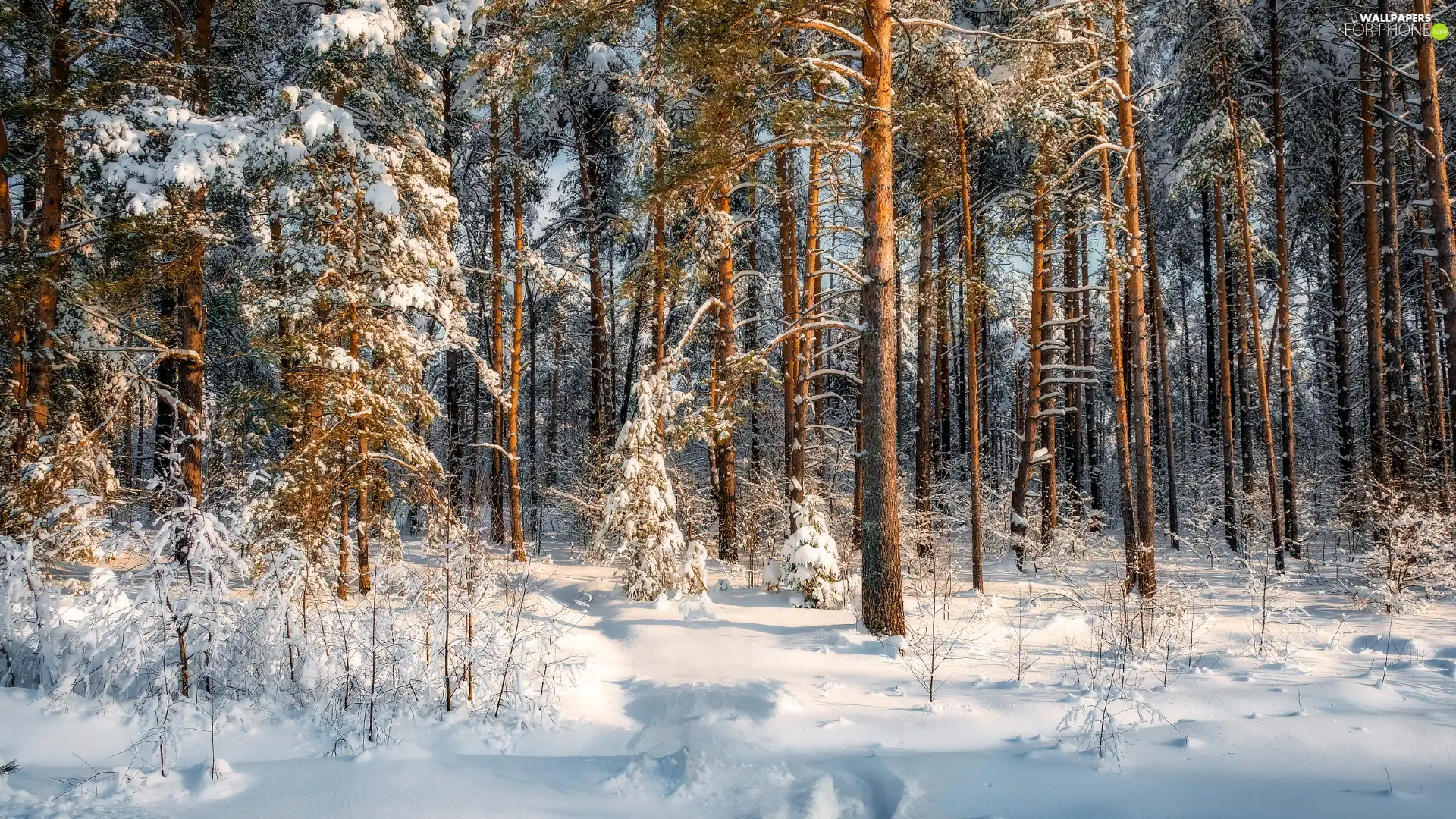 viewes, forest, snow, winter, pine, trees