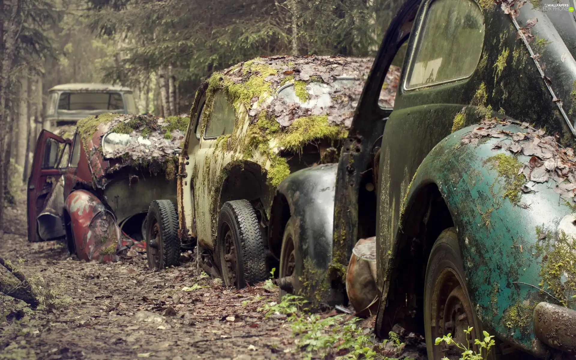 forest, cars, wrecks, old