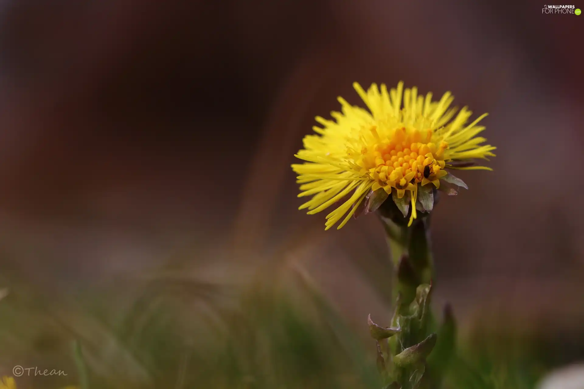 Colourfull Flowers, Common Coltsfoot, Yellow