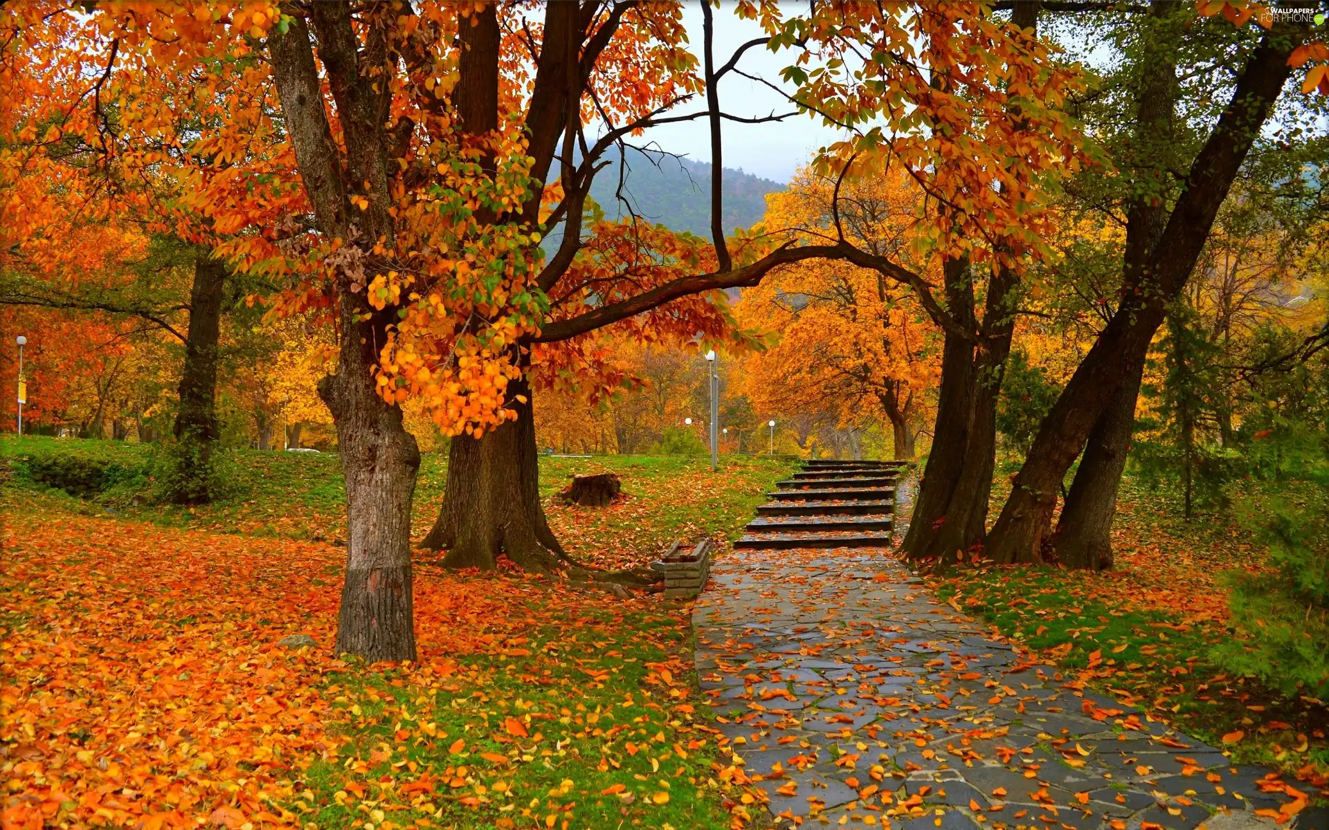 trees, viewes, Stairs, fallen, Leaf, autumn, Park, Yellowed