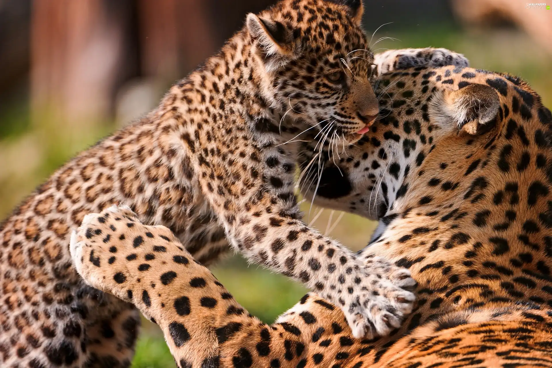leopardess, young