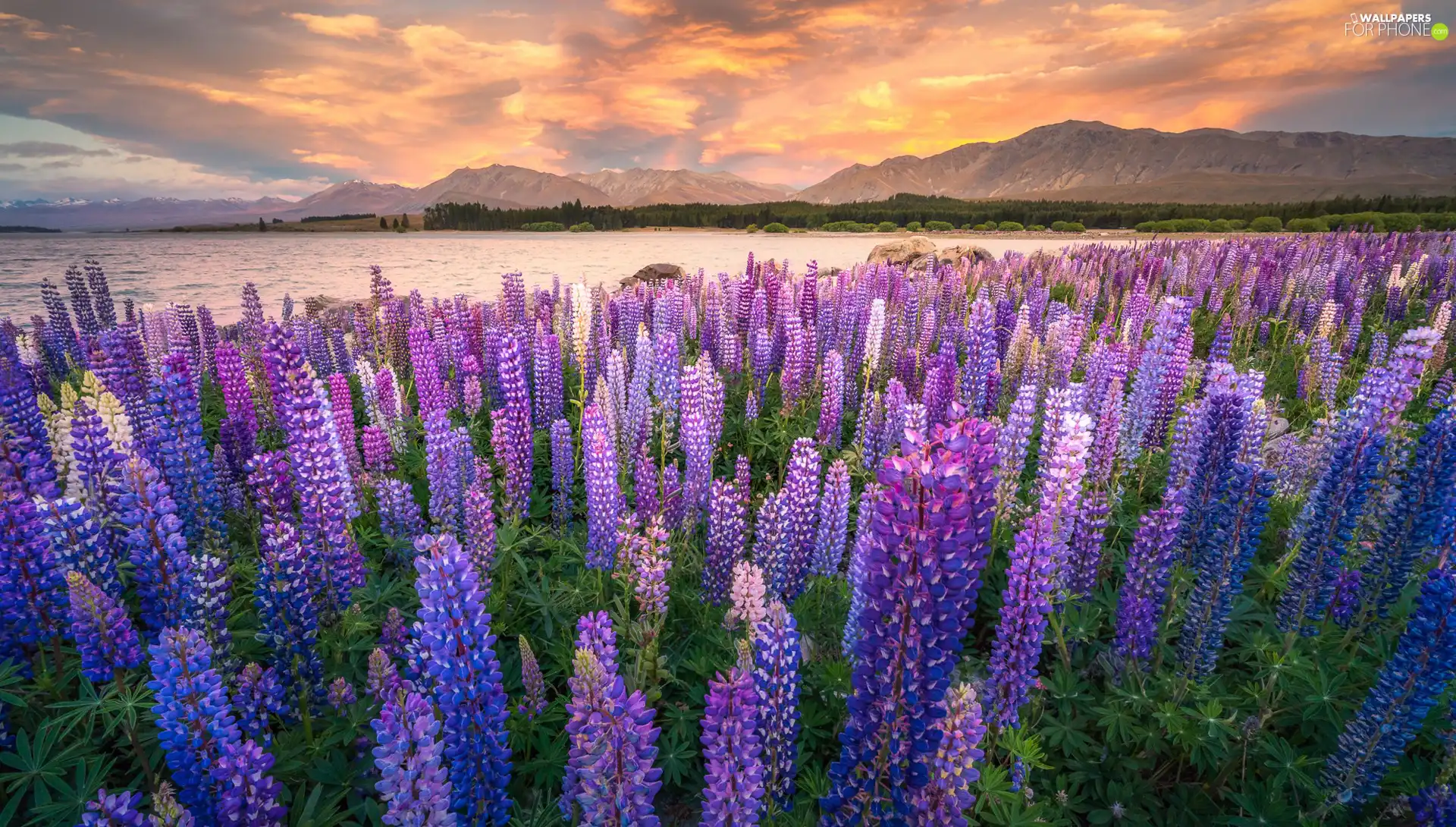 Great Sunsets, Mountains, Tekapo Lake, lupine, New Zeland