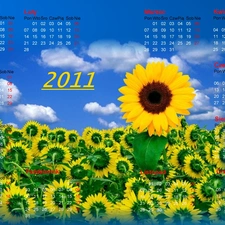 Sunflower, Calendar 2011