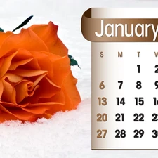 Calendar, january, 2013, rose