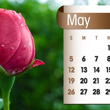 Calendar, may, 2013, rose