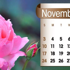 Calendar, november, 2013, rose