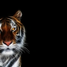 tiger, 3D