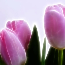 3D, Pink, Tulips