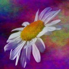 Colourfull Flowers, Coloured, abstraction, Daisy