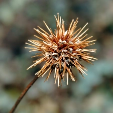 Acena Buchanana