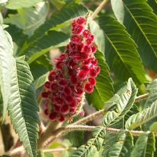 Flowers, trees, Acetic Sumac