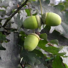 oak, Acorns