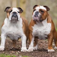 Bulldogs, Two cars, adult
