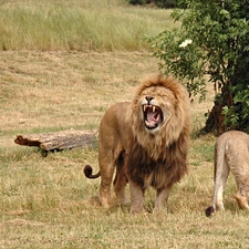 Lion, savanna, Africa, Lioness