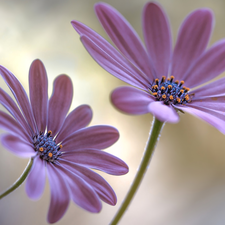 African Daisies