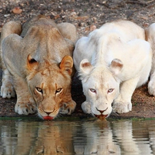 Two, water, reflection, lionesses