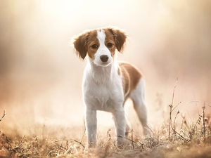 Meadow, Plants, Puppy, Alpine Dutch, dog