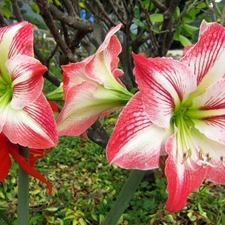 Flowers, amaryllis