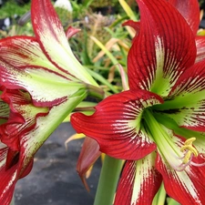 Flowers, amaryllis