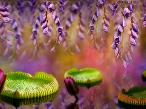 Flowers, Victoria Amazonica, Amazonian Leaves, wistaria