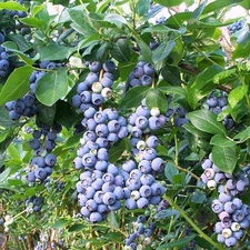 bilberry, American