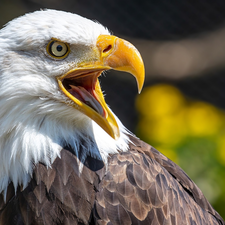 Bird, open, nose, American Bald Eagle