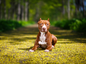 American Pitbull Terrier