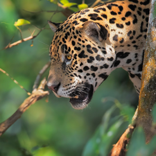 American Leopard, trees