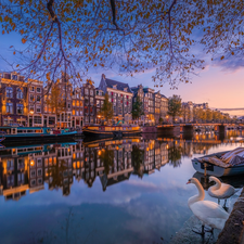 Amsterdam, Netherlands, Houses, canal, Swan, Boats, trees, viewes, autumn