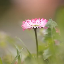 Colourfull Flowers, White and Pink, daisy