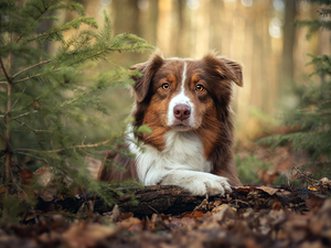 Brown and white, Australian Shepherd