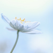 Colourfull Flowers, White, anemone