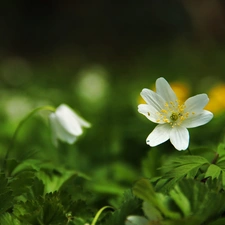 Colourfull Flowers, White, anemone