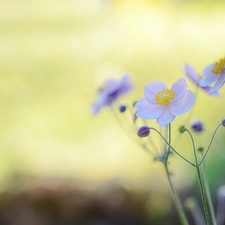 Anemone Hupehensis