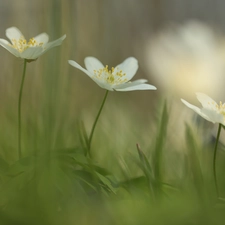 Wood Anemone, White, Flowers, Three