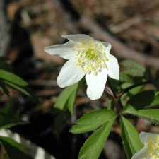 White, anemone