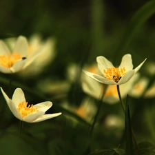 White, Anemones