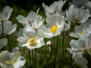 Anemones, Flowers, White