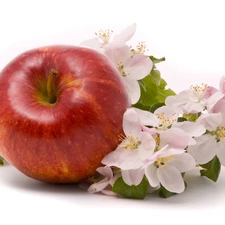 Red, Flowers, apple, apple