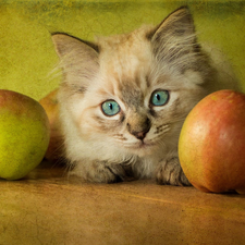 cat, apples
