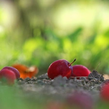 Red, apples