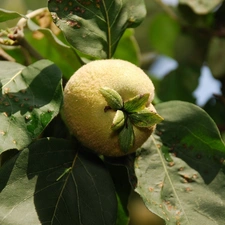 apricot