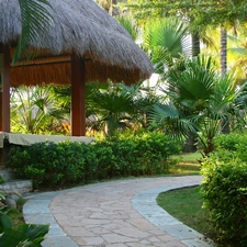 Palms, arbour, trees, viewes, Pavement
