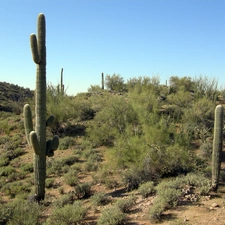 Arizona, Desert, Wickenburg