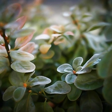 plant, Close, Art, Leaf