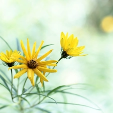 Jerusalem artichoke, Flowers, rapprochement, Yellow