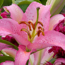 Asian, Pink, Lily