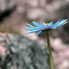 blue, Aster